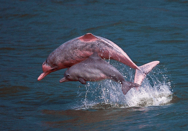 pink-dolphin-hong-kong